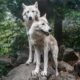 Two Wolves